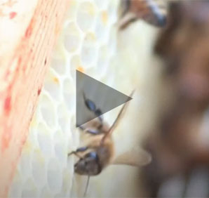 Links to Net Zero: Murder Hornets video Links to Net Zero: Murder Hornets video